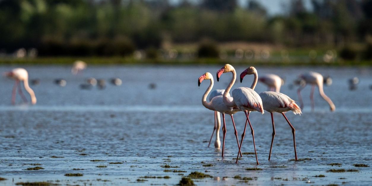 flamencos-en-Parque-natural-de-las-Lagunas-de-la-Mata-y-Torrevieja